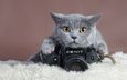 кошка, взгляд, фотоаппарат, зенит, когти