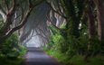 дорога, деревья, природа, стволы, ирландия
