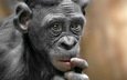 природа, обезьяна, примат, карликовый шимпанзе