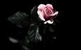 листья, цветок, роза, лепестки, черный фон, розовая