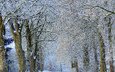 деревья, снег, зима, иней, аллея