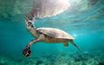 черепаха, панцирь, подводный мир