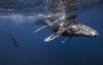 кит, аквалангист, подводный мир