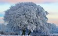 снег, дерево, зима, красота