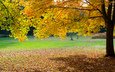 деревья, листья, парк, осень