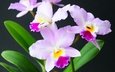 цветы, экзотика, орхидея