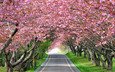 дорога, деревья, цветение, весна, аллея