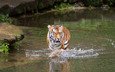 тигр, река, хищник