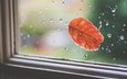 капли, осень, лист, дождь, окно, стекло