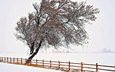 снег, природа, дерево, зима, забор