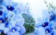 цветы, лепестки, синие, фиалки