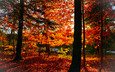деревья, лес, листья, парк, осень