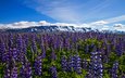 цветы, горы, луг, исландия