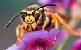 макро, насекомое, цветок, пчела, оса