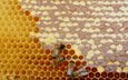 насекомые, соты, пчелы, мед