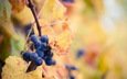 листья, виноград, осень