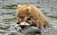 река, медведь, камень, рыба, бурый медведь, в воде