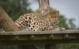 леопард, пятна, хищник, отдых, зоопарк, дикая кошка