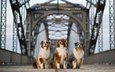 мордочка, мост, взгляд, собаки, австралийские овчарки, на посту