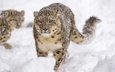 морда, снег, хищник, прогулка, снежный барс, ирбис, барс, дикая кошка, грозный, снежный леопард, снежные барсы