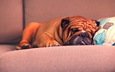 собака, спит, язык, диван, подушка, шарпей