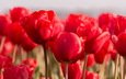 цветы, природа, красные, весна, тюльпаны