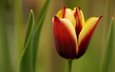 природа, макро, цветок, бутон, весна, тюльпан