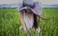 трава, девушка, поле, шляпка, ветер.