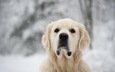 снег, взгляд, собака, лабрадор, золотистый ретривер