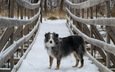 снег, мост, собака, австралийская овчарка