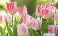 цветы, природа, тюльпаны, макро., бело-розовые. бутоны