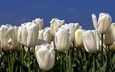 небо, цветы, природа, тюльпаны, белые