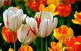 цветы, фон, разноцветные, весна, тюльпаны