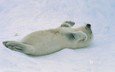 снег, малыш, тюлень, детеныш, морской котик, белёк, арктика. тюлень