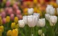 цветы, природа, разноцветные, весна, тюльпаны