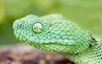змея, глаз, зеленая, чешуя, голова, древесная, гадюка, : змея, ядовитая змея, https://wallbox.ru/animals/macro-snake-black-background-scales-reptile-w171228