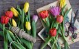 цветы, тюльпаны, веревка, ножницы, натюрморт, anna verdina