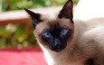 кот, кошка, взгляд, голубые глаза, сиамская, ziva & amir