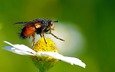 макро, насекомое, цветок, ромашка, пыльца, муха, опыление, летают, ziva & amir