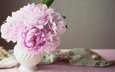цветы, розовые, ваза, пионы