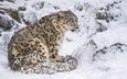 снег, хищник, сидит, снежный барс, ирбис, дикая кошка, снежный леопард
