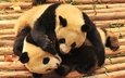 борьба, панда, игра, панды, бамбуковые мишки, бамбуковый медведь, большая панда