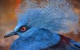птицы, перья, victoria crowned pigeon, венценосный голубь