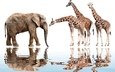 отражение, животные, слон, белый фон, жираф