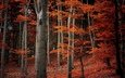 деревья, природа, лес, листья, ветки, осень, оранжевые