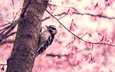 птица, весна, дятел дерево