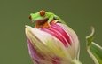 глаза, природа, цветок, лягушка, зеленая, красноглазая, древесная лягушка, квакша, agalychnis callidryas, древесница