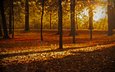 природа, листья, парк, осень, листопад, солнечные лучи