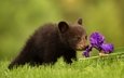 трава, природа, цветок, медведь, медвежонок