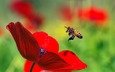 макро, насекомое, цветок, красный, мак, пчела, пыльца, ziva & amir